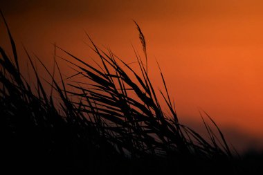 Büyük bitkiler turuncu günbatımı gökyüzünde, Albufera doğal park valencia, İspanya - Doğa Fotoğrafçılığı