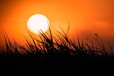 Bitkilerle bitki örtüsü arasında turuncu bulutsuz gökyüzü, Albufera Doğal Park Valencia, İspanya - Doğa Fotoğrafçılığı