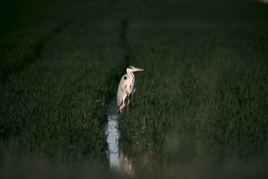 Kanal suyunun yanındaki büyük gri ve beyaz kuş gün batımında ekin tarlalarının yanında, Albufera doğal park valencia, İspanya - Doğa fotoğrafçılığı