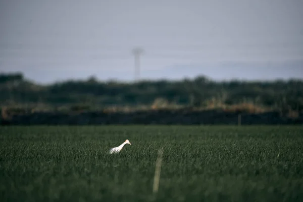 Смешная Белая Птица Длинным Желтым Клювом Ищет Пищу Среди Трав — стоковое фото