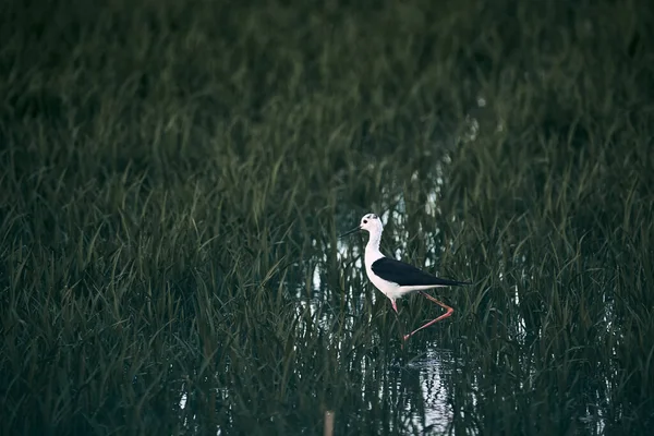 Αστείο Πουλάκι Μακριά Στενά Πόδια Περπατώντας Ήσυχα Στο Νερό Των — Φωτογραφία Αρχείου