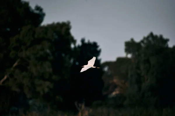 white bird flying lonely and calm over the trees at sunset, albufera natural park valencia, spain - Nature photography