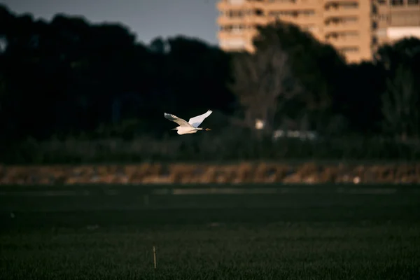 stock image elegant bird calmly flying over the fields near the city buildings, albufera natural park valencia, spain - Nature photography