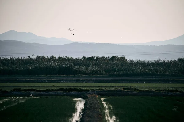 stock image farmland next to marshland vegetation near mountains and birds flying, albufera natural park valencia, spain - Nature photography