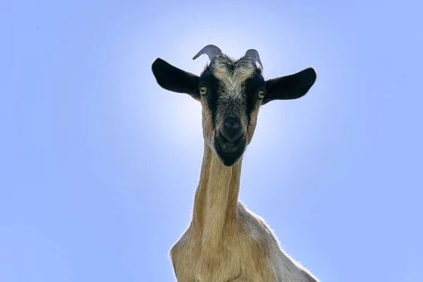 Cabra Montanha Engraçado Amigável Olhando Para Câmera Contra Luz Com — Fotografia de Stock