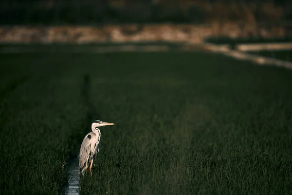Птица Длинным Клювом Узкими Ногами Сидящая Траве Возле Воды Альбуфера — стоковое фото