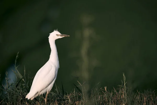 Белая Птица Спокойно Стоит Траве Закате Альбуфера Природный Парк Валенсия — стоковое фото