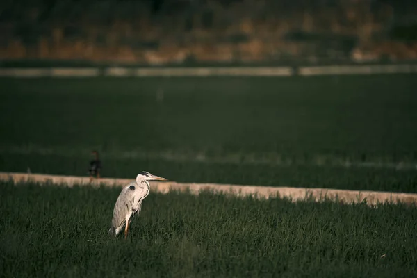 Длинношейная Птица Усохла Неподвижно Поле Посаженном Траве Закате Альбуфера Природный — стоковое фото
