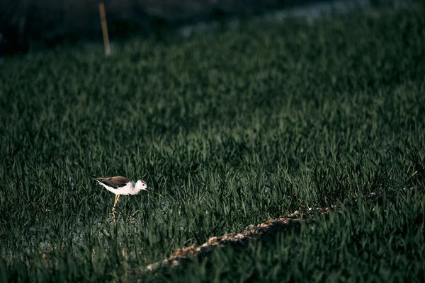 Маленькая Белая Коричневая Птица Спокойно Гуляющая Посеянному Полю Альбуфера Природный — стоковое фото
