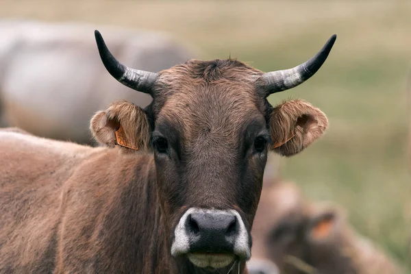 head of brown haired cow with big horns staring at the camera grazing calmly in the green meadow, ruta del cares asturias, spain - Spanish traditional places