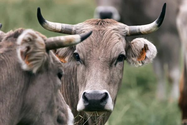 Cabeza Vaca Con Cuernos Grandes Mirando Cámara Con Otros Animales — Foto de Stock
