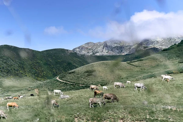 Kudde Koeien Grazen Ontspannen Tussen Planten Vegetatie Van Vallei Bomen — Stockfoto