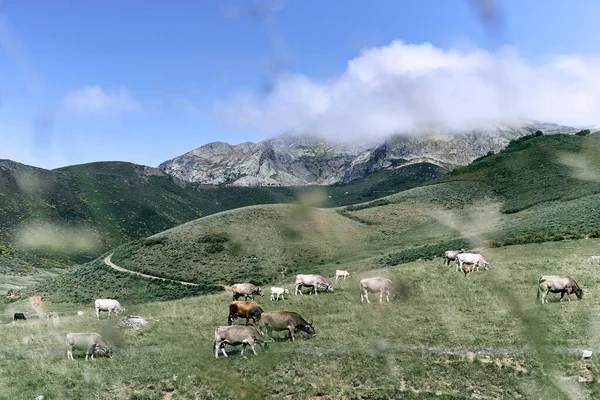 루타델은 바위투성이 의산으로 인도하는 골짜기 사이에서 소떼를 돌보는데 루타델은 스페인의 — 스톡 사진