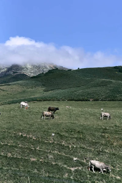 Group Cows Grazing Peacefully Valley Next Rocky Mountains Day Cloudy — Stock Photo, Image