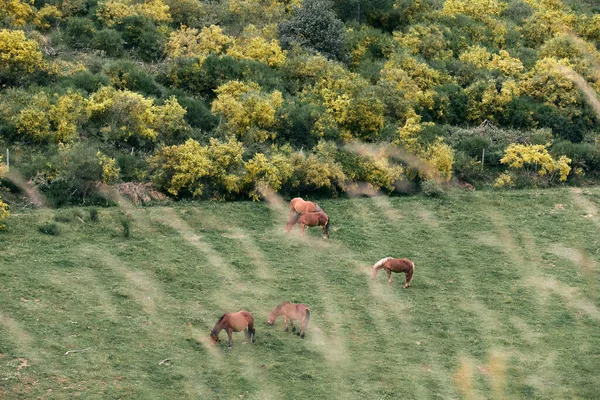 Gruppe Smukke Brune Heste Spiser Græs Roligt Grøn Eng Omgivet - Stock-foto