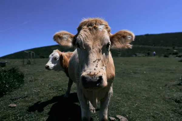 Close Cabeça Vaca Com Muitas Abelhas Focinho Olhando Para Câmera — Fotografia de Stock