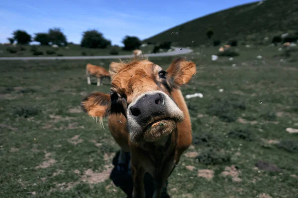 Close Nariz Preto Grande Uma Vaca Marrom Olhando Para Câmera — Fotografia de Stock