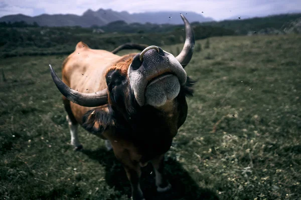 Gros Plan Museau Une Vache Levant Les Yeux Menaçant Photographe — Photo
