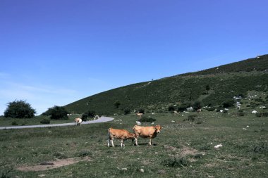 Dağların yakınındaki yeşil çayırlarda sessizce otlayan inekler, covadonga asturias, İspanya - Ulusal Park