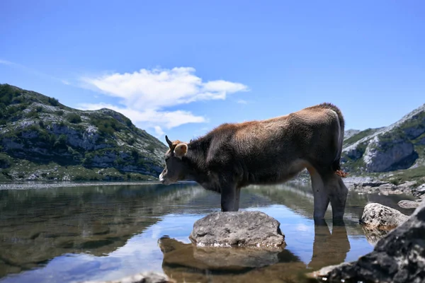Kráva Stojí Klidně Uvolněně Klidném Jezeře Covadonga Asturias Španělsko Národní — Stock fotografie