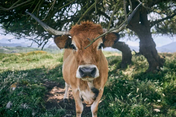 Gran Vaca Mirando Fotógrafo Sombra Del Árbol Tranquilo Solitario Valle — Foto de Stock