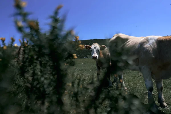 Vacas Jovens Pastando Entre Árvores Lado Grama Olhando Para Câmera — Fotografia de Stock
