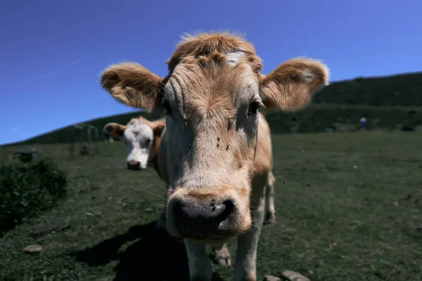 Close Cabeça Vaca Cercada Por Abelhas Olhando Para Câmera Calmamente — Fotografia de Stock