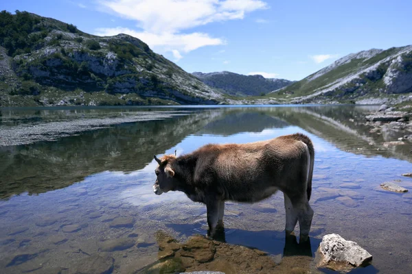 Nagy Tehén Áll Nyugodt Nyugodt Belsejében Egy Nyugodt Ivóvíz Covadonga — Stock Fotó