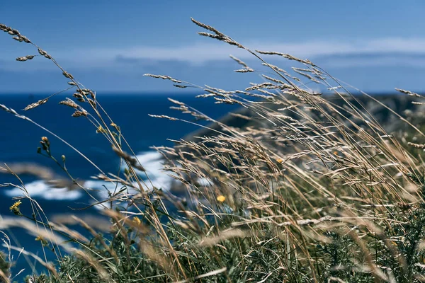 精美而光滑的小穗在山上的风中飘扬 靠近海浪和岩石 斯帕奇 阿斯图里亚斯的概念 — 图库照片