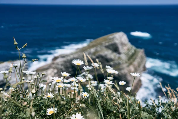 在坎塔布里安海悬崖边的美丽的雏菊和汹涌的海浪 阿斯图里亚斯的概念 — 图库照片