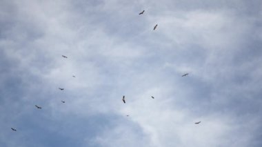 Güneşli bir günde bulutlu mavi gökyüzünde uçan bir kuş sürüsü - İspanyol manzaraları