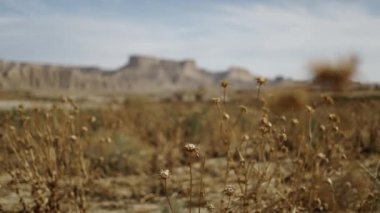 Desierto de las Bardenas 'taki devedikeni ve dağlarla dolu kuru arazi - İspanyol manzaraları
