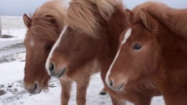 Equus Caballus İzlanda 'da çok rüzgarlı bir günde karda - seyahat kavramı