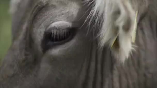 安道尔公国一头装有识别芯片的棕色奶牛的近身特写 — 图库视频影像