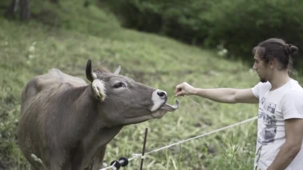 白人留胡子的家伙在山上送些草给奶牛替代旅行 — 图库视频影像
