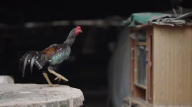 Siyah horoz, Bangkok Caddesi 'nde daha küçük bir horozun olduğu bir mobilyaya tırmanıyor.