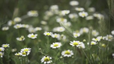 Çiçekler, Kuzey köyünde buğday başakları arasında papatya gibidir.