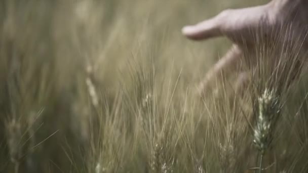 Kaukasische Männliche Hand Streichelt Ein Feld Von Stacheln Andorra Alternatives — Stockvideo