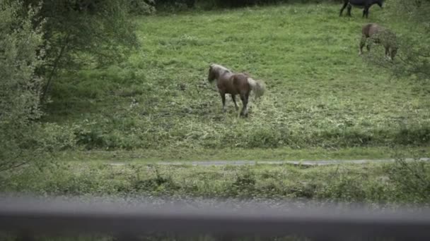 Equus Caballus Comiendo Hierba Prado Con Otros Miembros — Vídeo de stock