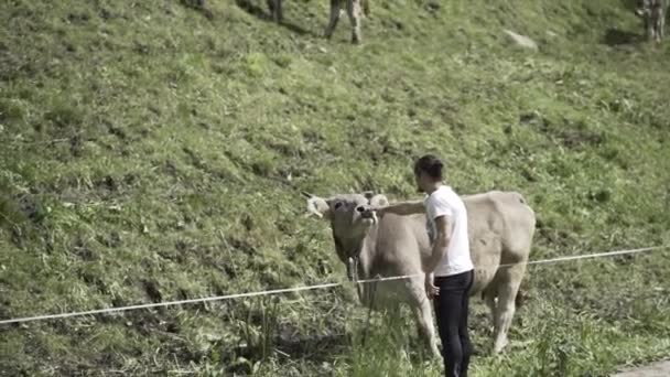 白人男孩 背对着牛 把他的手指伸进了牛的嘴里 — 图库视频影像