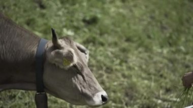 Kahverengi inek kafasını sallıyor. İnsanların ona sunduğu yemeği reddediyor. Alternatif seyahat.