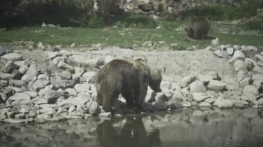 Ayı suda yürüyor, yemek kokusu alıyor Alternatif seyahat