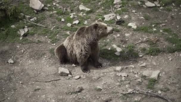 Urso Sentado Calmamente Chão Rochoso Floresta Viagem Alternativa — Vídeo de Stock