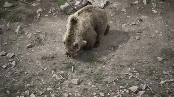 Niedźwiedź Żerujący Wśród Kamieni Górzystej Ziemi Andorze Alternatywne Podróże — Wideo stockowe