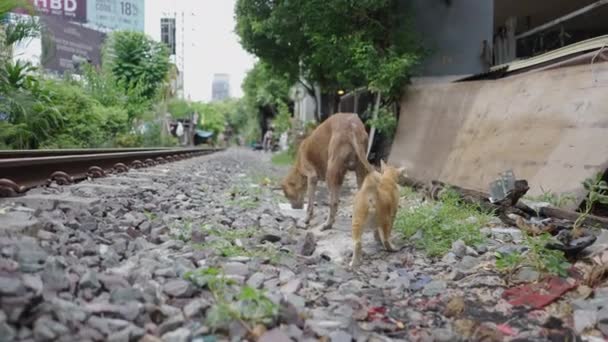 Een Hond Drinkwater Een Kat Achter Hem Een Spoorweg Berm — Stockvideo