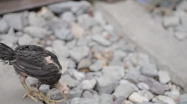 Bangkok Bangkok Sokak Pazarı 'nda demiryolu rayları arasında toplanmış kümes hayvanları ile kara tavuk.