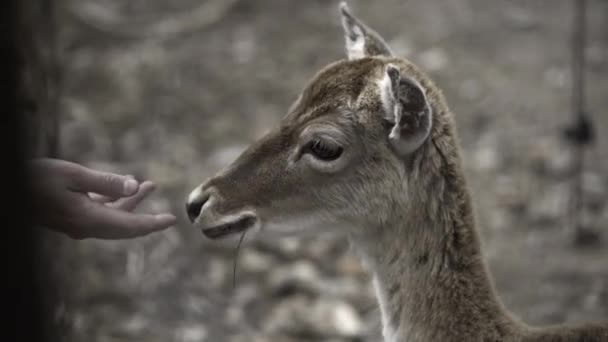 Mans Hand Feeding Capreolus Capreoulus Forest Andorra Viaggio Alternativo — Video Stock