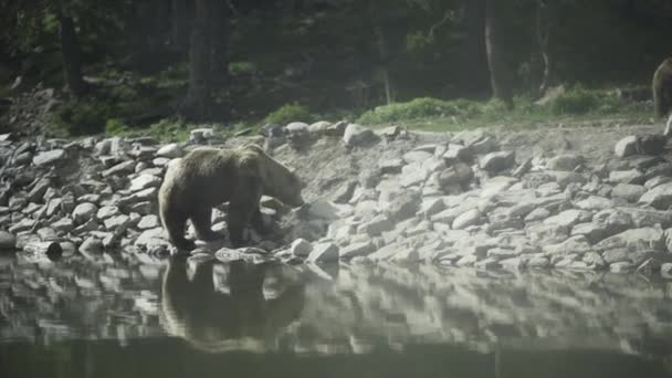 Urso Procura Comida Pedras Lado Rio Andorra Alternativa Viagem — Vídeo de Stock