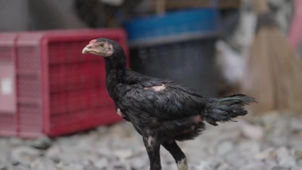 Schwarze Hühner Mit Gerupften Stücken Spazieren Zwischen Den Steinen Einer — Stockvideo