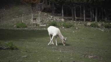 Genç Dama dama Andorra Alternatif seyahat ormanında ot yiyor.